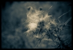 B & W Flowers 17
