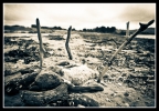 deadbird-sml-jpg
