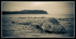 wynyardshark1_a-01-sml-jpg